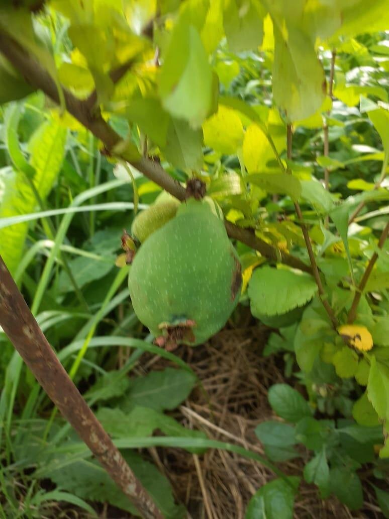 Айва. 2020 год. / фото автора.