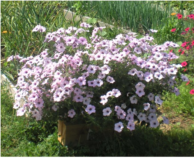 Ампельная петуния – мощное, роскошное растение, с длинными плетями и огромным множеством цветков, вырастить которое стремятся....-2