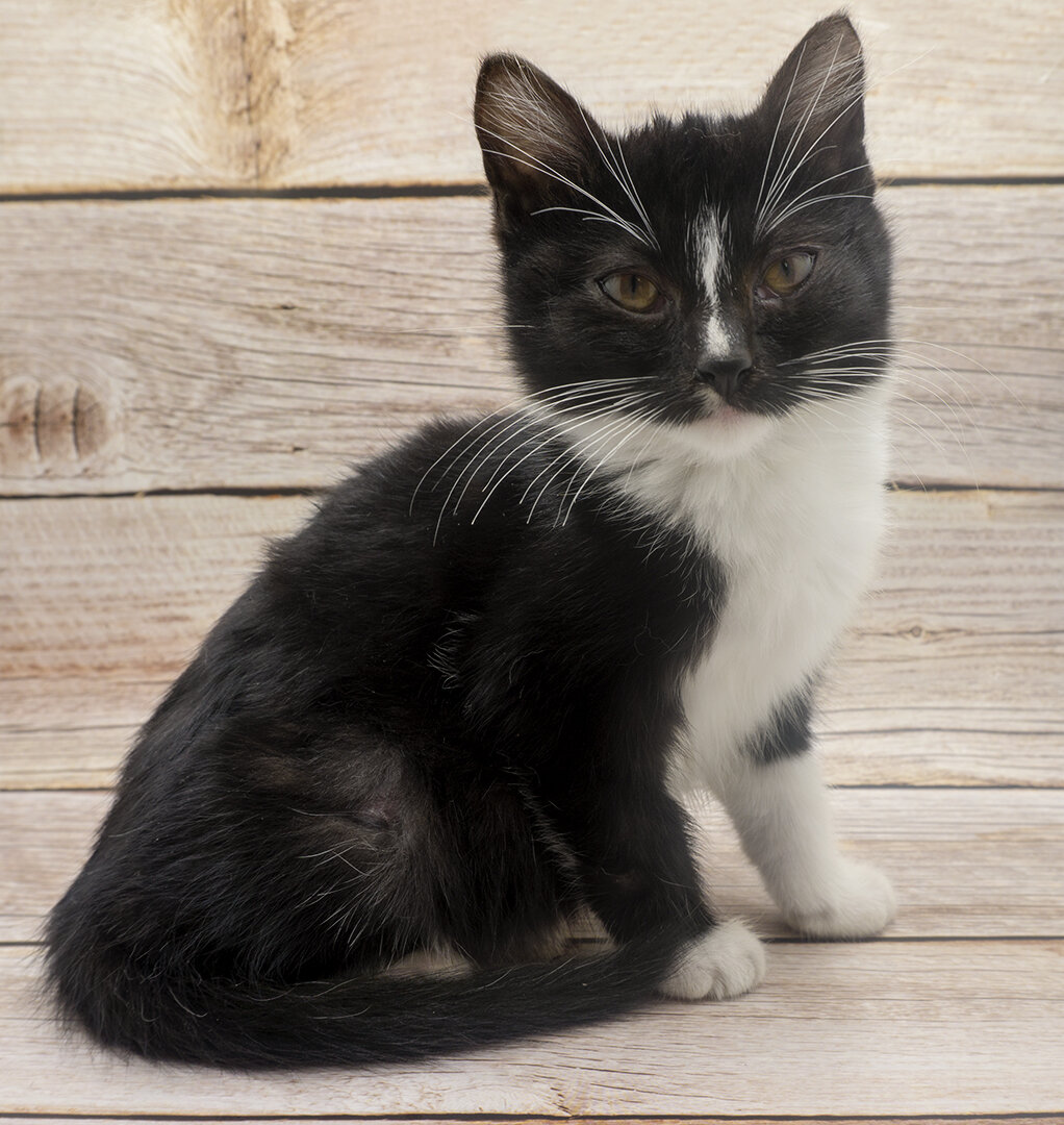 Уже домашний котёнок - Гусля. Фотография автора.