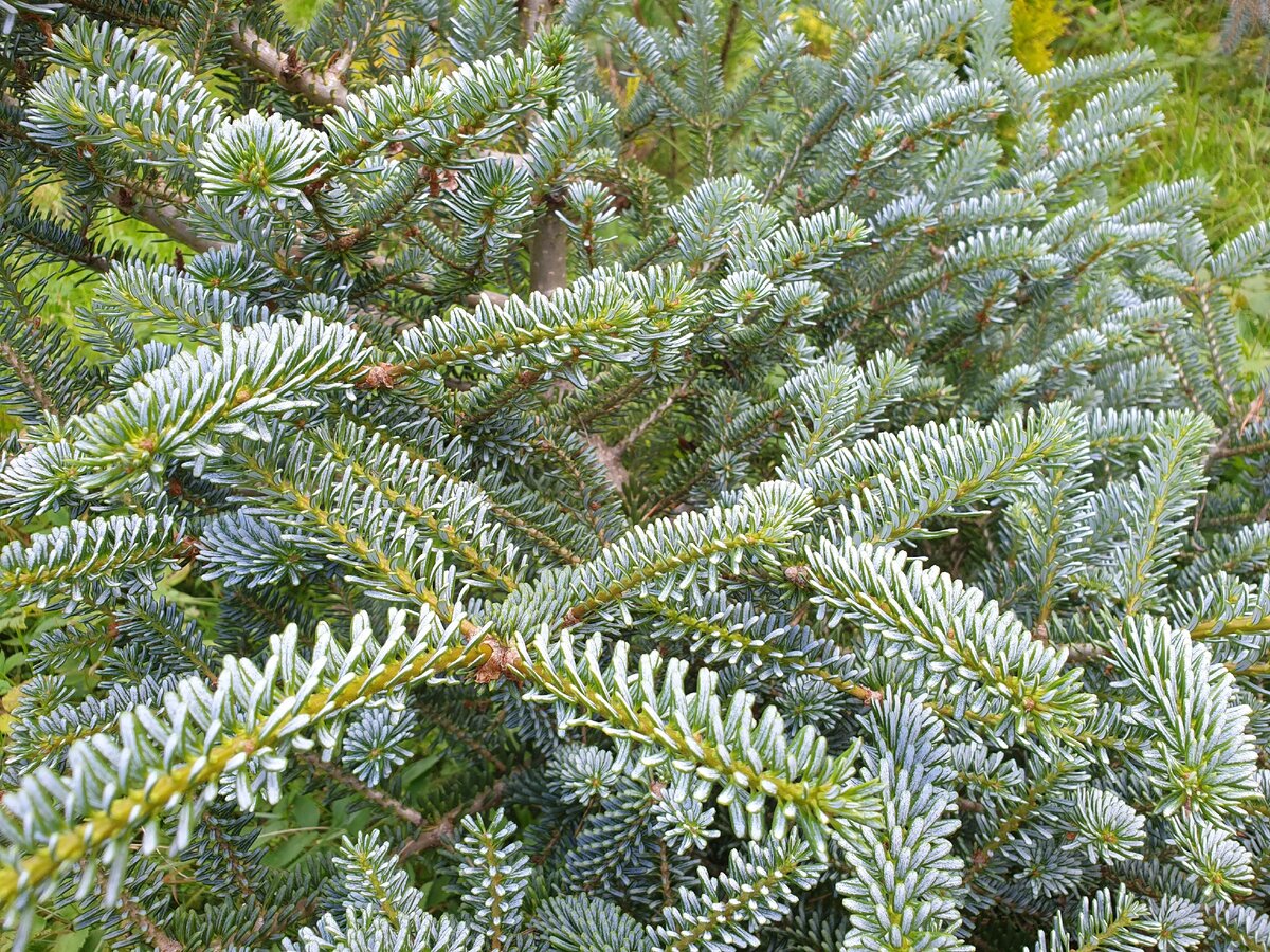 Abies koreana Blue Magic