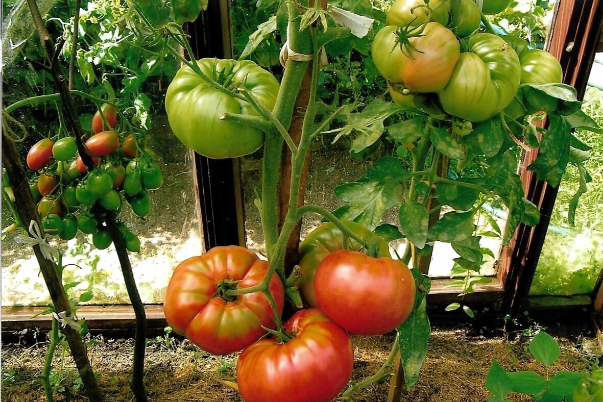 "Чио-Чио-Сан", "Космонавт Волков" ( в центре ), "Кардинал". Фото автора.