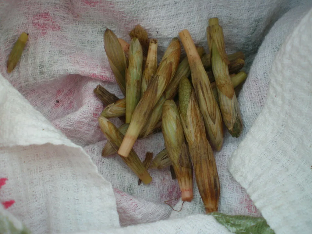 2020-ом много пестиков вышло! Собираем пока не расцвели