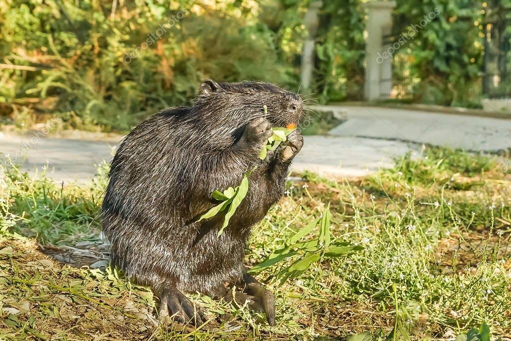 Болотный бобр с ценным мехом 6 букв. Болотный Бобр или нутрия. Бобр на болоте. Болотный Бобр 6 букв. Нутрия болотный Бобр классификация.