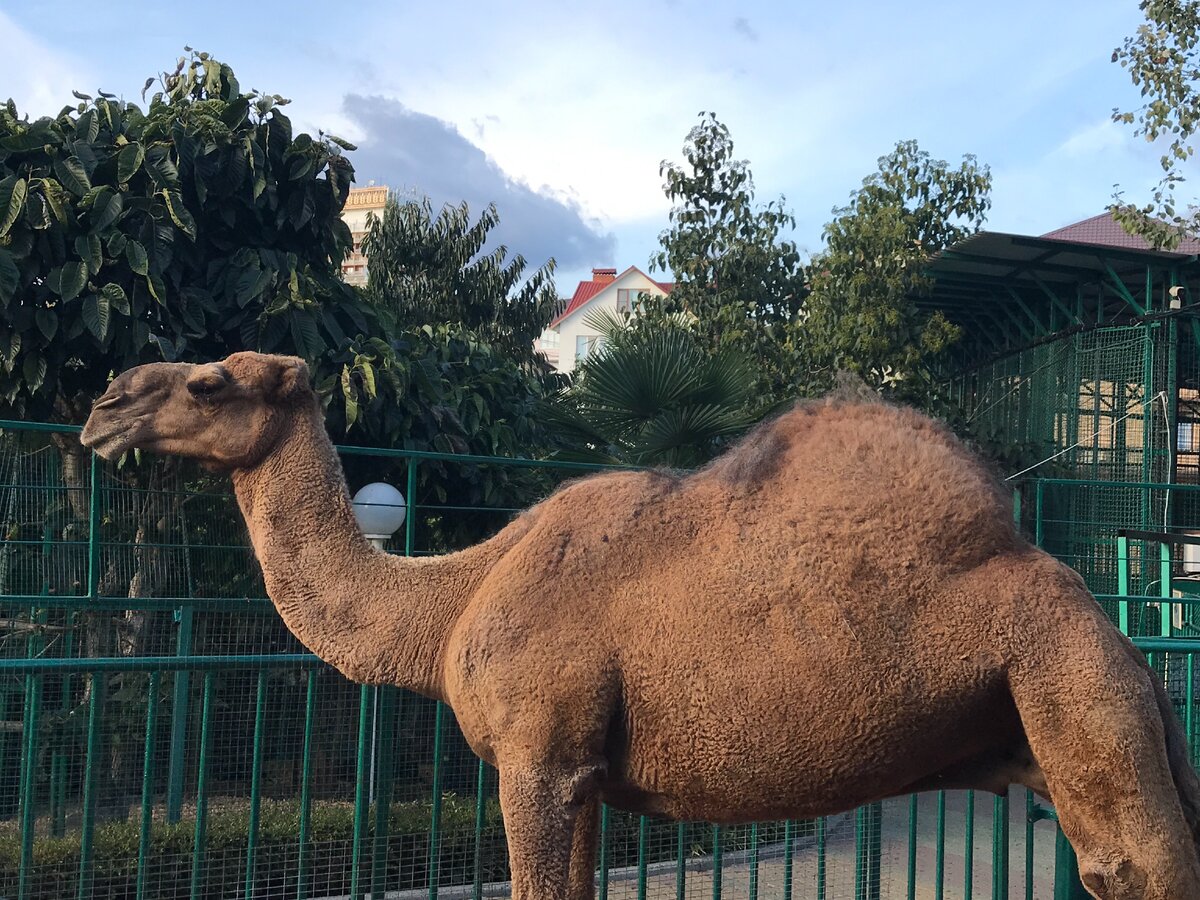 Мне кажется, самый старый здесь был верблюд