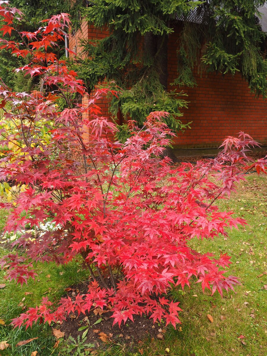 Японский клен. Фото автора.