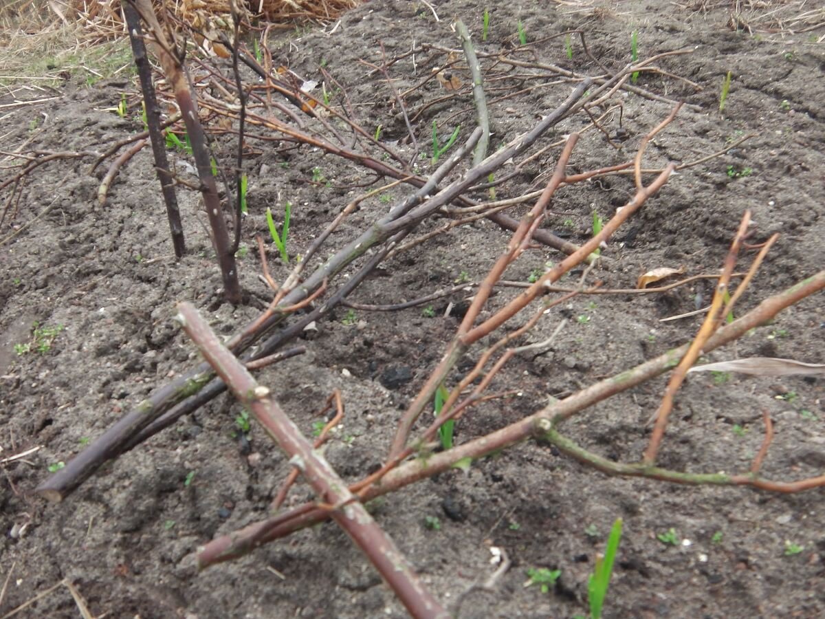 Ветки отпугнут котов. Фото автора