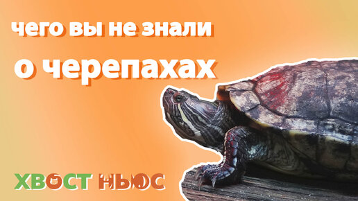 Чего вы не знали о черепахах