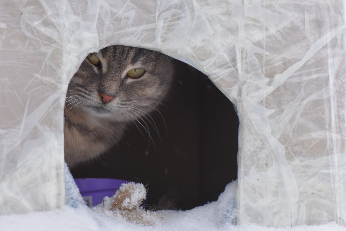 все вои фото можно купить. В холодную зиму коты живут в самодельный коробках-домиках. Кормим их каждый день.