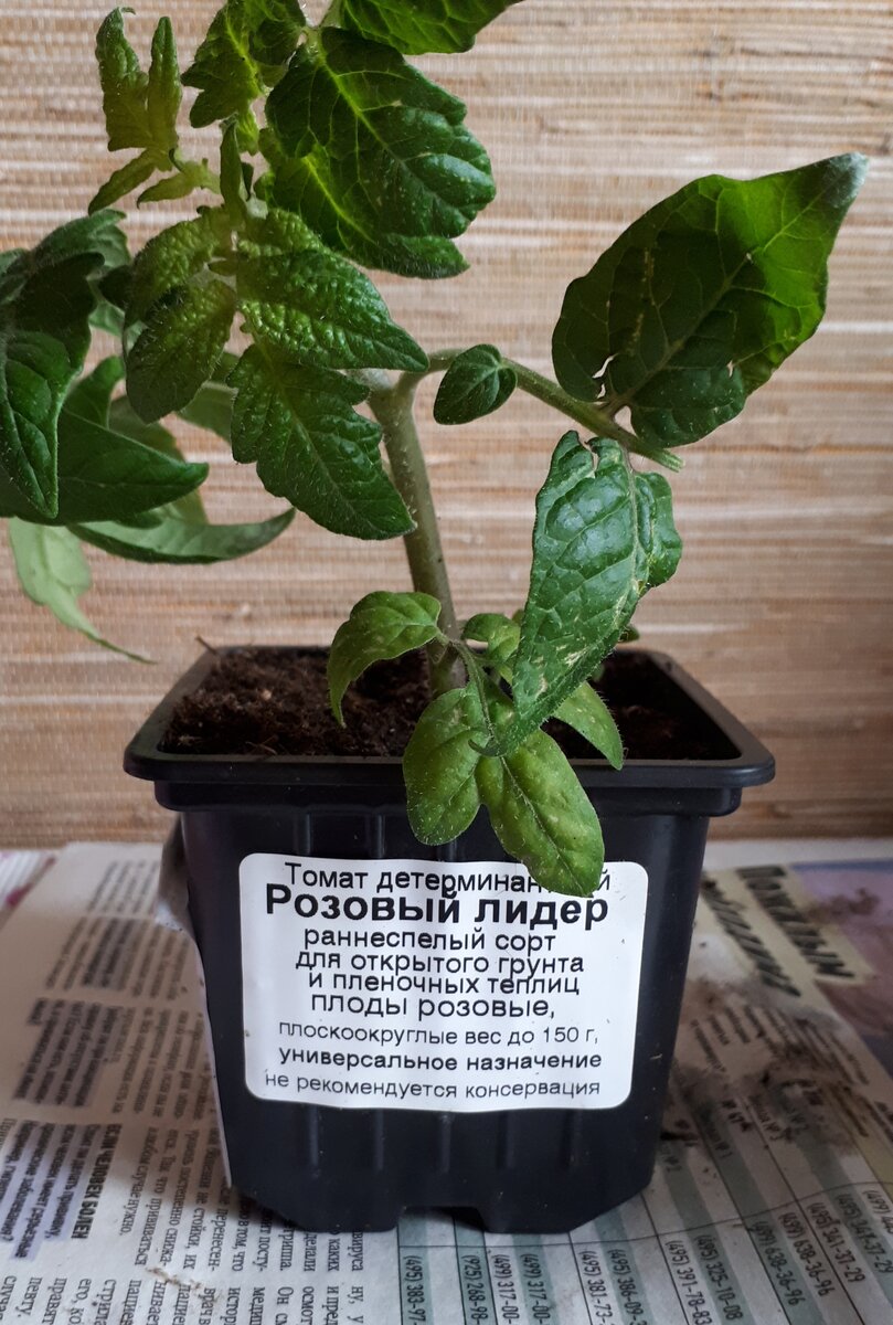 #Томат Розовый лидер.