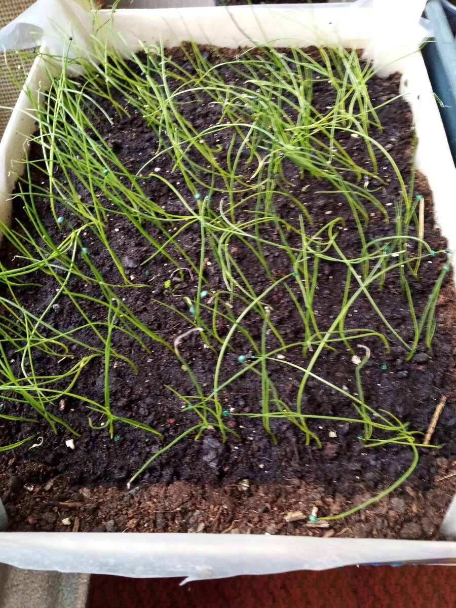 Вот так выглядит рассада лука Эксибишен 