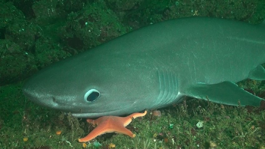 Шестижаберная акула. Шестижаберная акула глаза. Bluntnose Sixgill Shark. Глаза шестижаберной акулы.