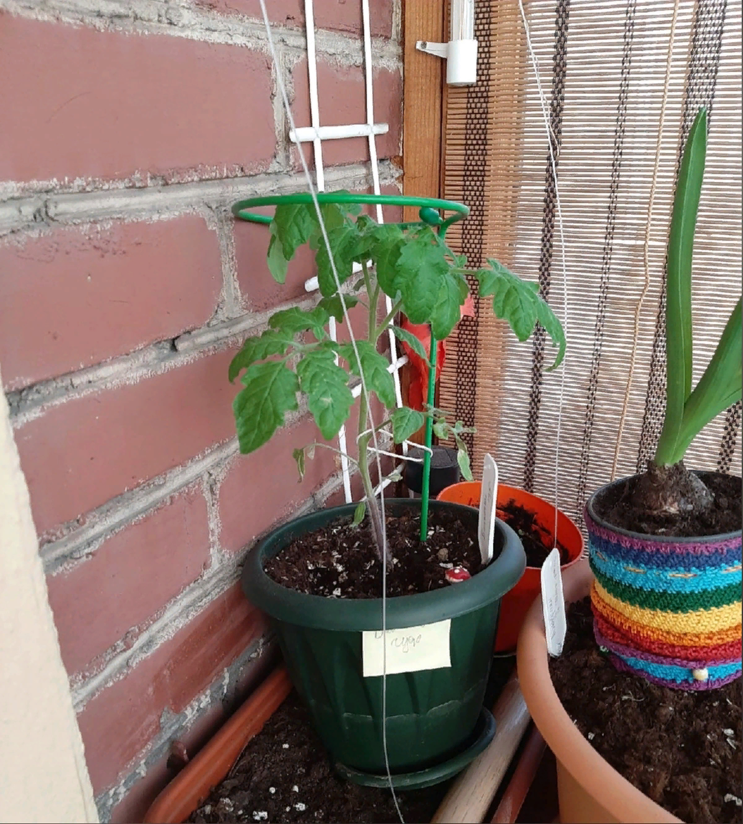 Томат уже выше, чем горшок. Листья зелёные и сочные, растение довольно крепкое