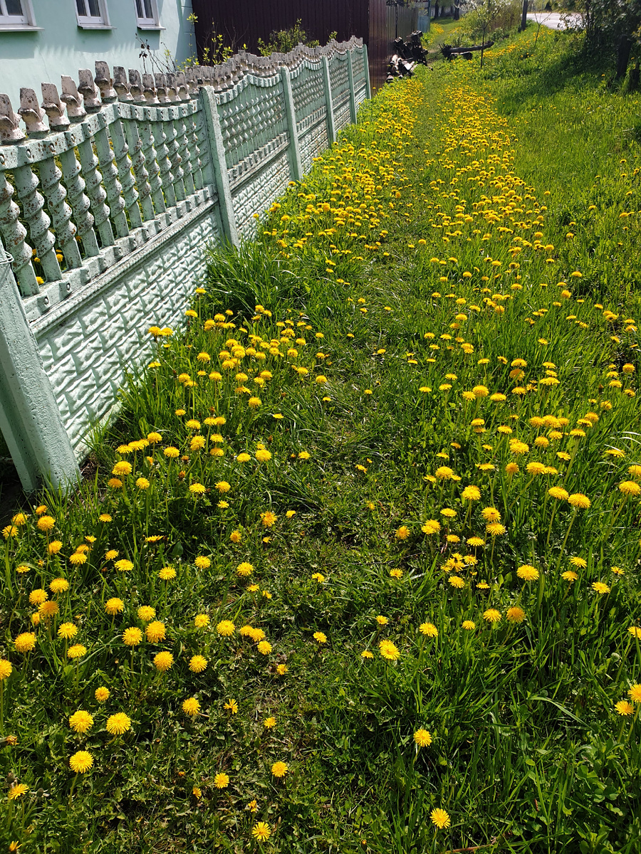 Моя тропинка из одуванчиков