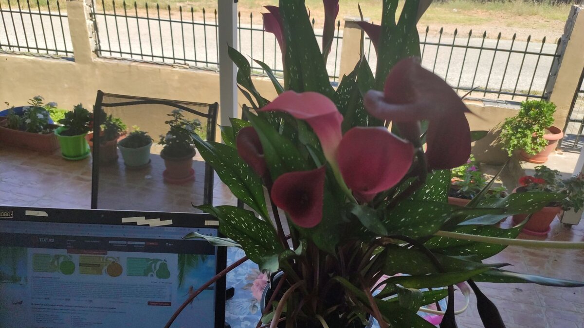 Привет вам с моего рабочего места! Да! Прямо на веранде работаю!