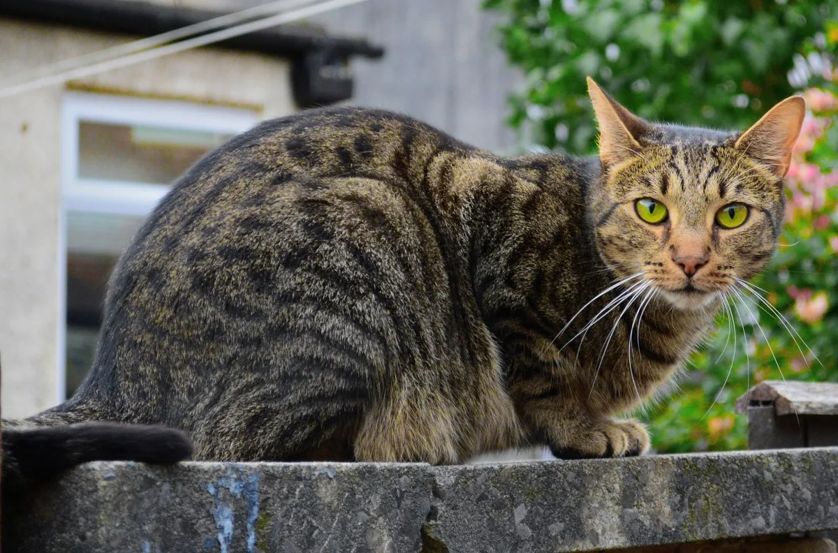 😻Знакомимся с породой: кельтская кошка - а не она ли живёт у вас дома? |  Нос, хвост, лапы | Дзен