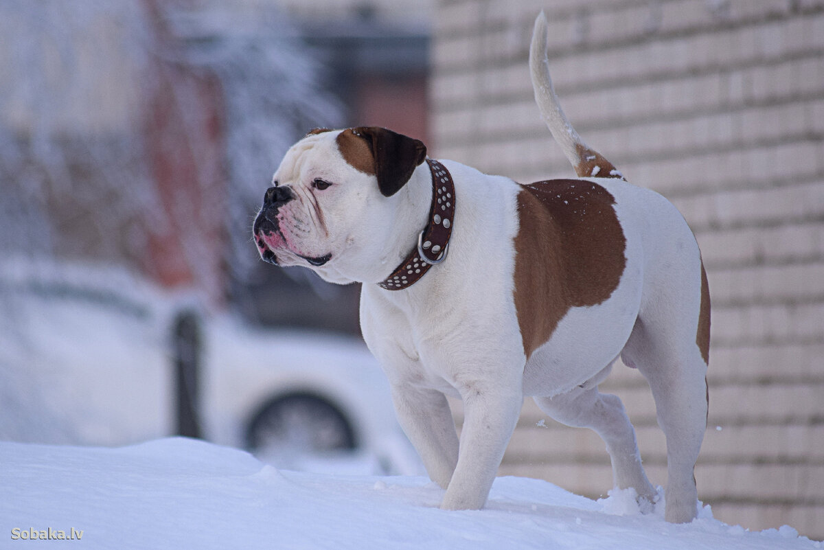 фото взято из интернета из свободного доступа без нарушения авторских прав, с обязательной ссылкой на сайт правообладателя.