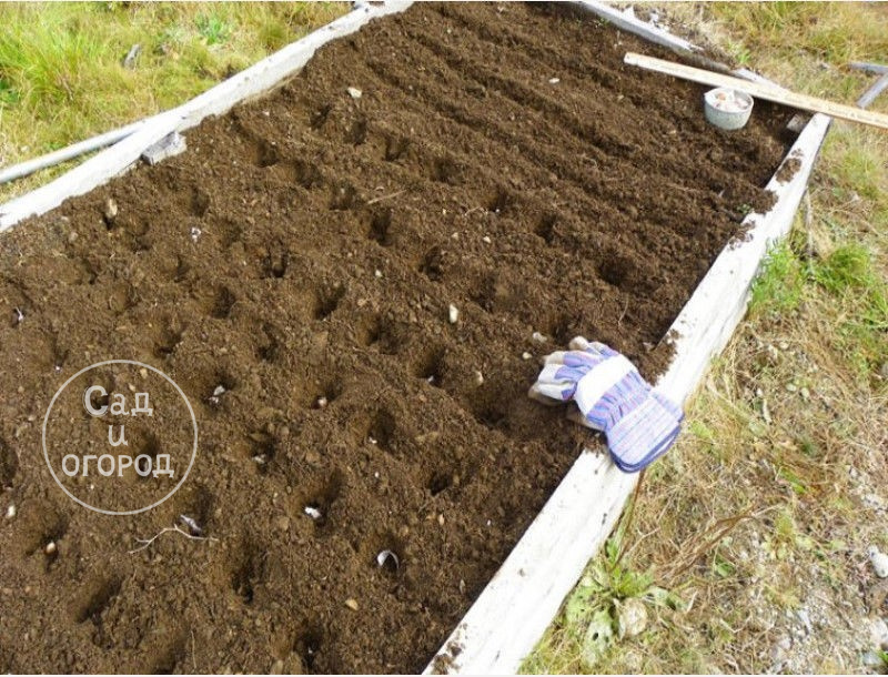 Можно сделать грядку с ограждением - так удобнее накрывать пленкой