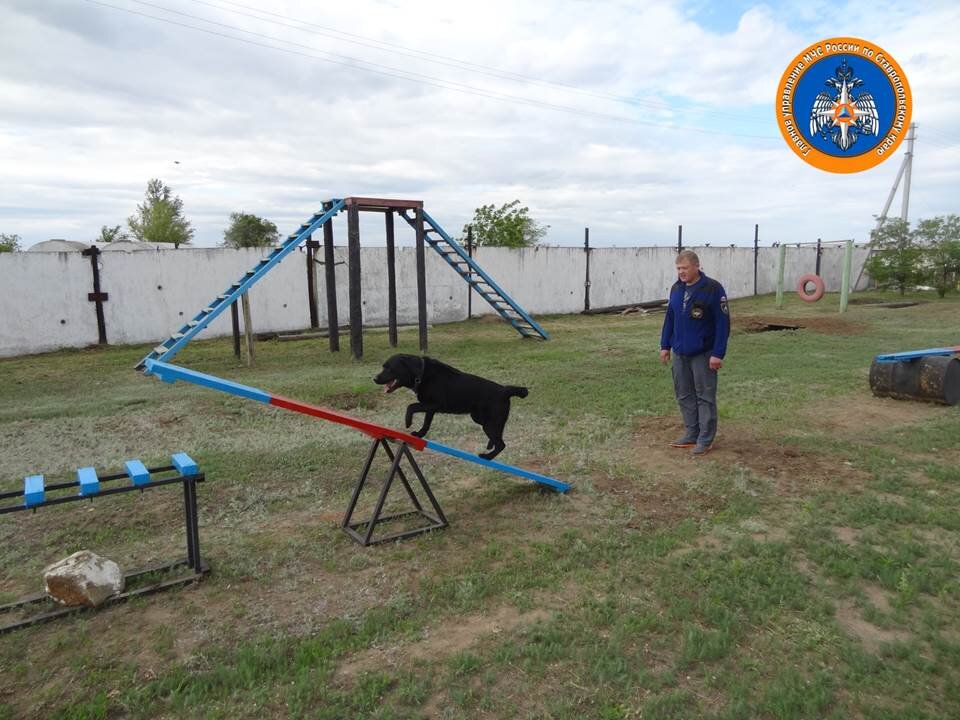 В процесс ежегодных сертификационных испытаний кинологических расчетов традиционно входит 3 этапа. Первый этап, состоящий из 11 упражнений, заключается в проверке послушания и ловкости, в котором судьи особое внимание обращают на выполнение команд «Рядом», «Искать» и «Голос», подаваемых кинологом, а также на качество прохождения полосы препятствий. 