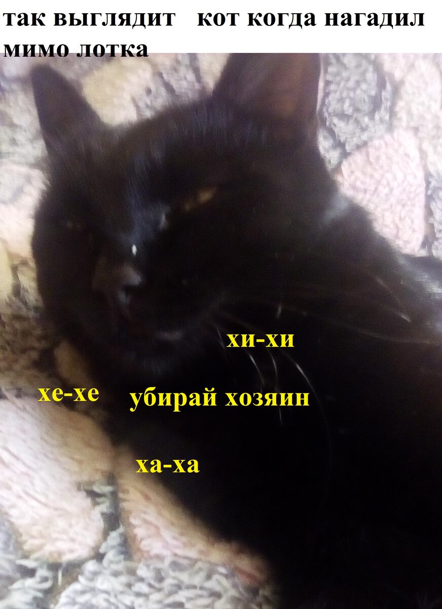 кот конечно  счастлив