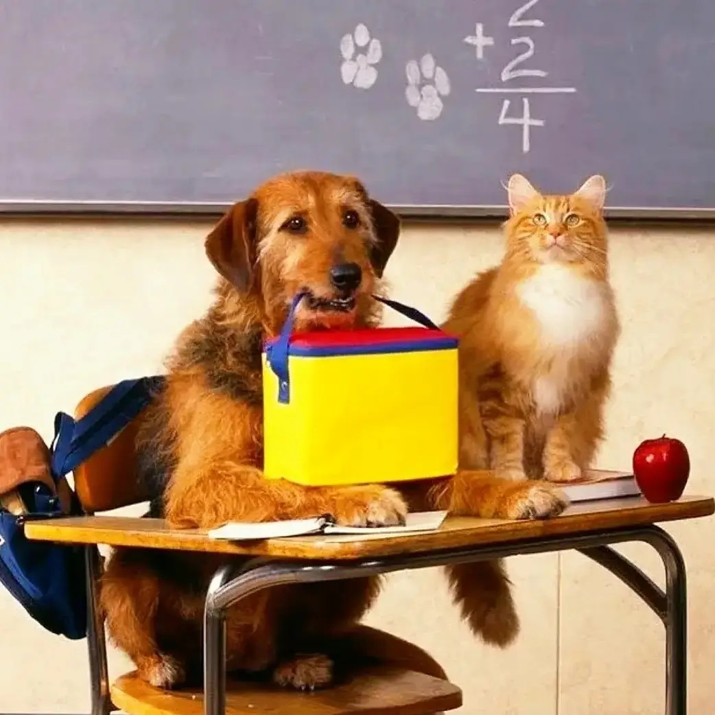 Да, кошек мы тоже любим))) (фото из интернета)