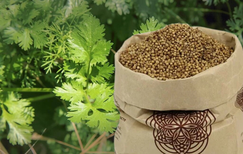 Продам/купить кориандр на посев, семена кориандра - Харьковская обл - Agro-Ukrai