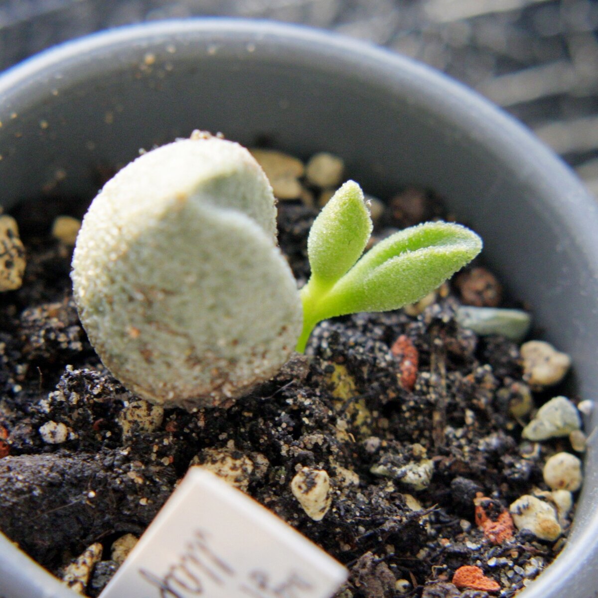 Adromischus marianae f. alveolatus. Проклюнулась детка. Фото автора