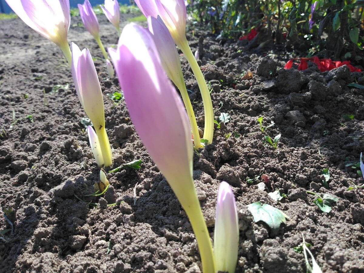 Вот такие бокалы пробились сквозь землю