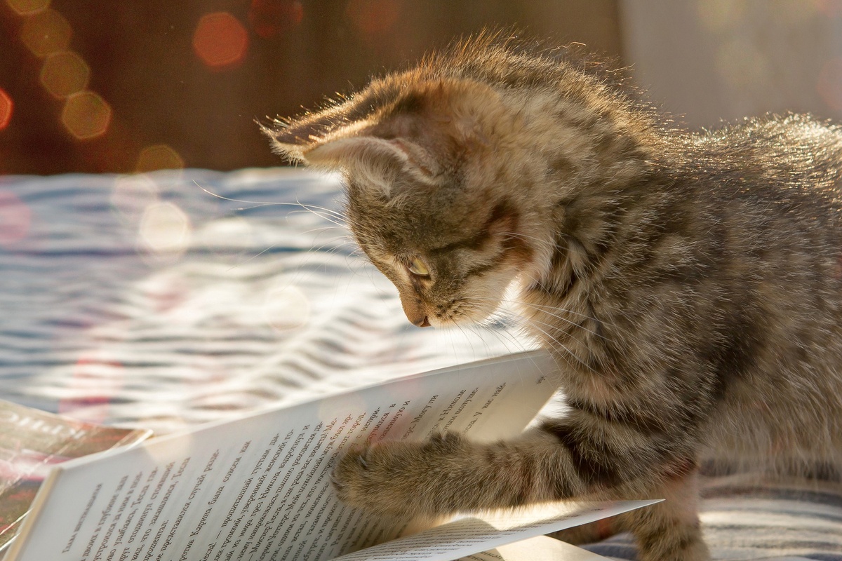 Изображение Bairyna с сайта Pixabay 