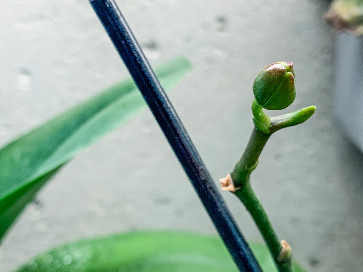 Бутон один, зато какой. Очень жду цветения. Листайте, надеюсь не ошиблась с цветом