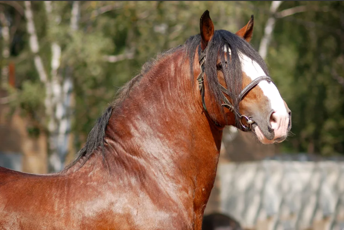 Владимирский тяжеловоз
