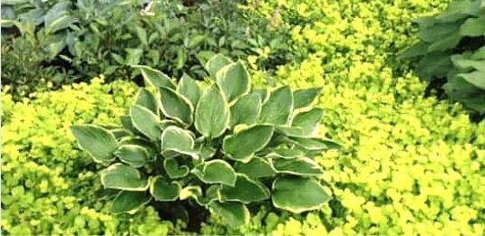 Вербейник монетчатый в оформлении садовой площадки