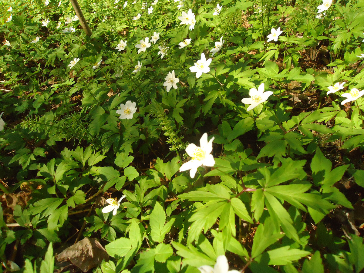 Элемент живого покрова "пионовой тайги" в весенний период 