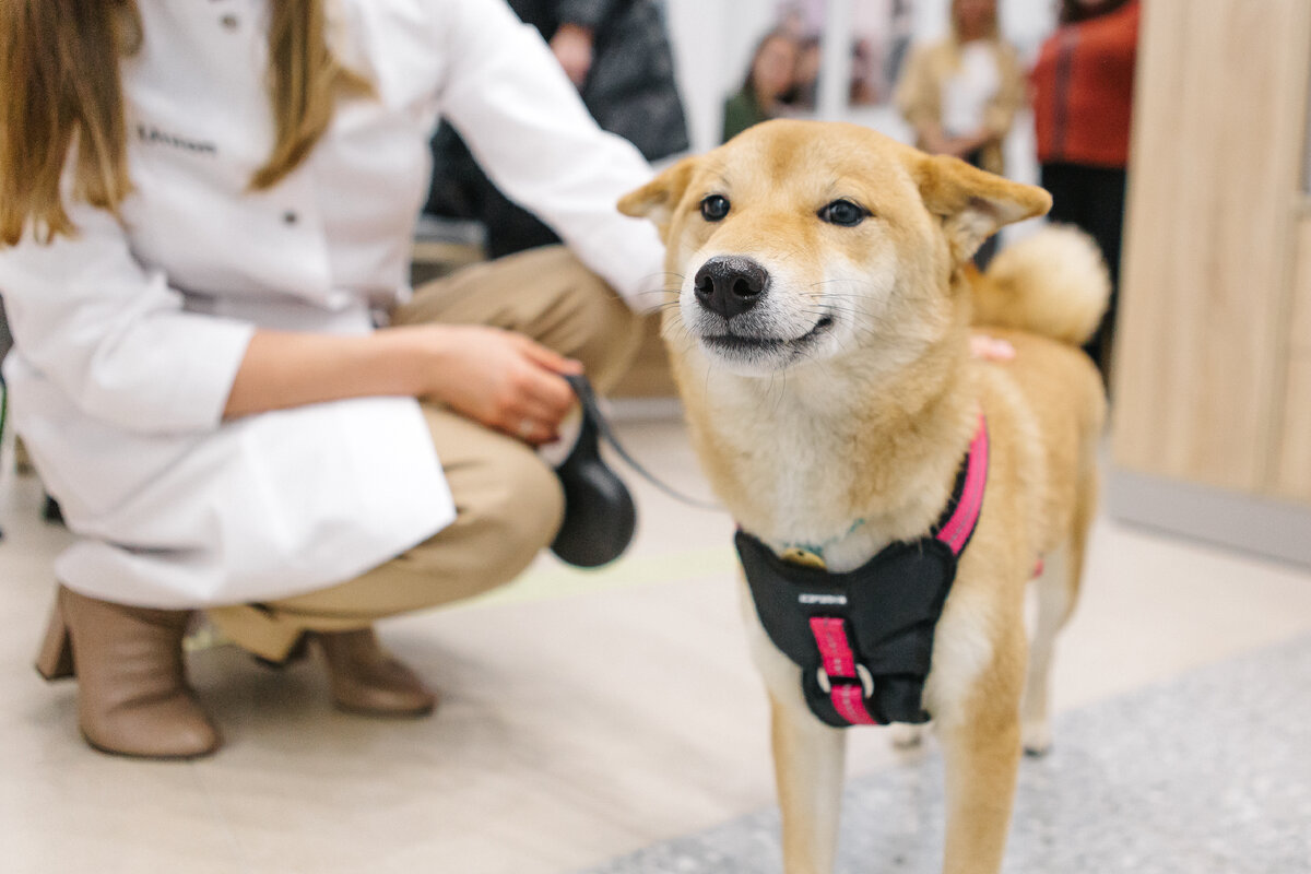 Дора с улыбкой прошла всех врачей и сдала кровь на анализ, чтобы мы могли быть уверенными в здоровом потомстве. Фото Михаил Круглов, ветеринарная клиника Vet Union