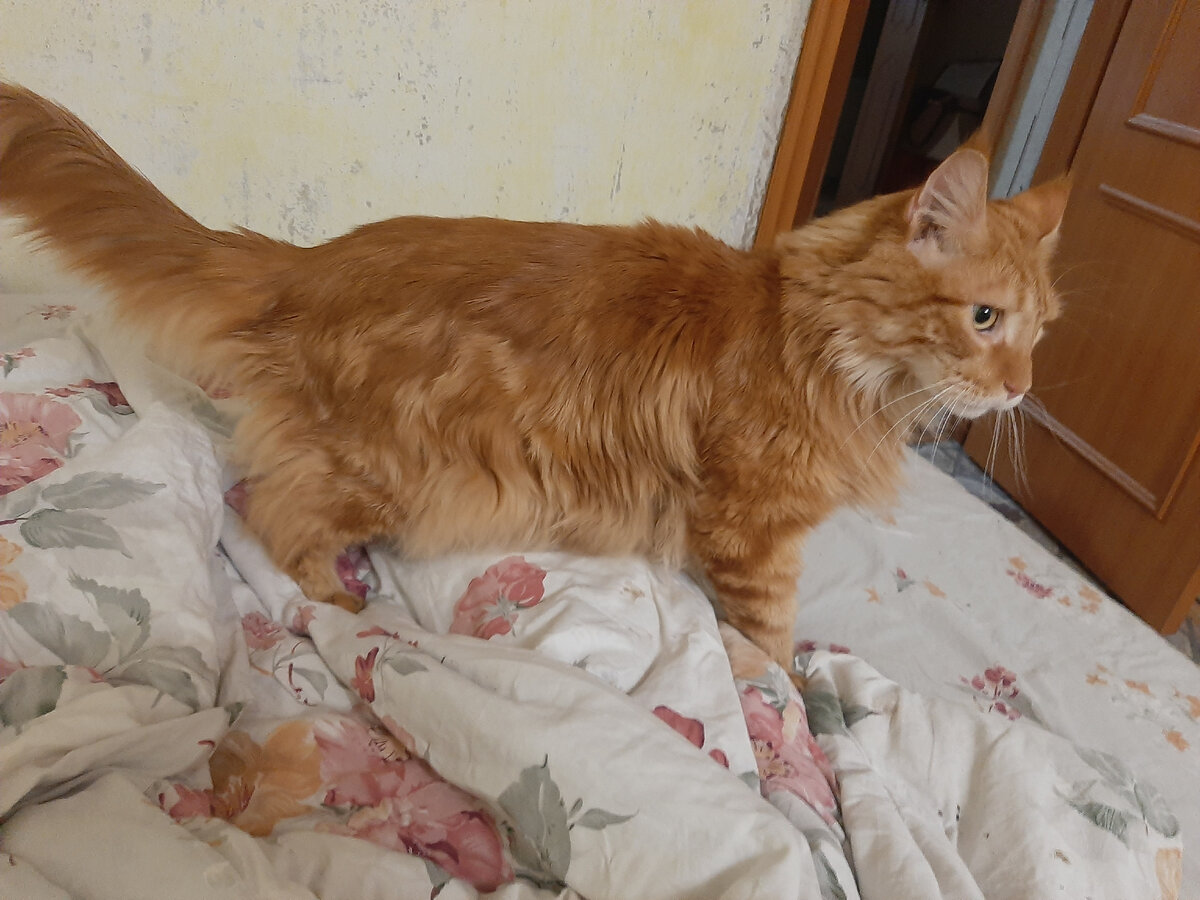 Что за разгром? Ремонт? Котики не любят ремонт!