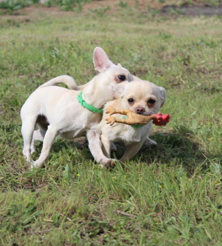 в погоне за игрушкой
