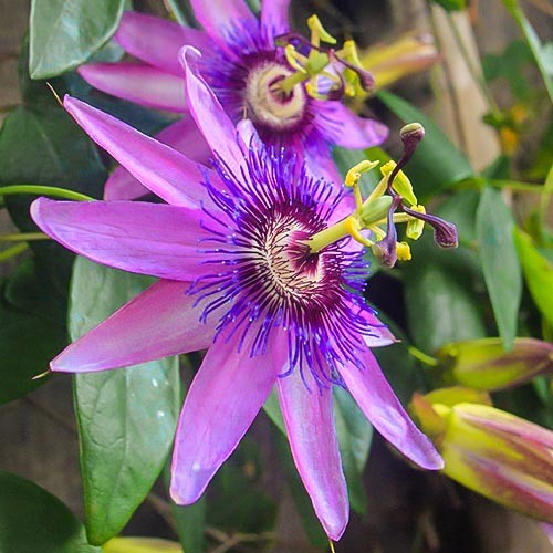 Пассифлора