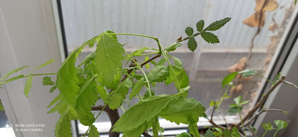 Справа тёмно-зелёный здоровый листик на фоне бледных листьев в условиях нехватки света и избытка азота. 