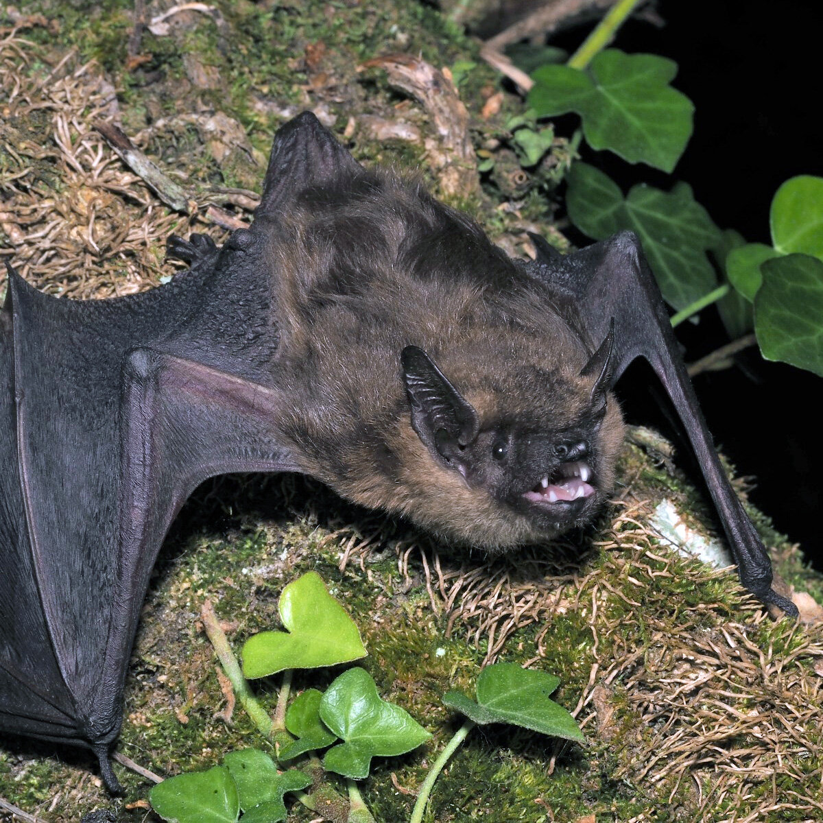 Кожан размер. Двухцветный кожан (Vespertilio murinus (Linnaeus, 1758)). Летучая мышь Северный кожанок. Поздний кожан. Кожан двухцветный (Vespertilio murinus).