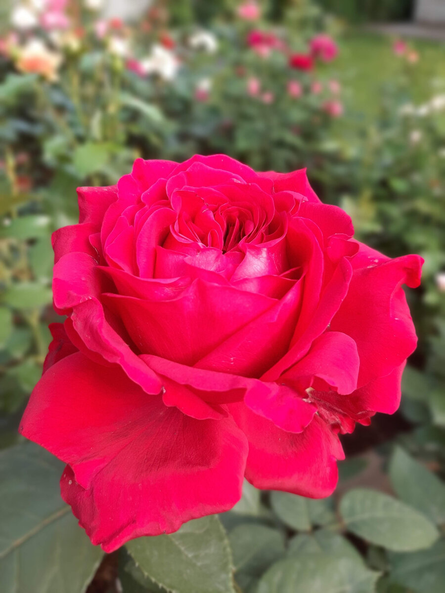 Роза 4-х ветров 