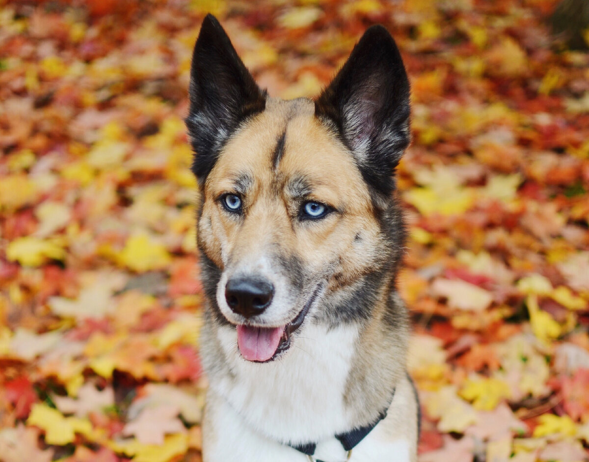 Шепски (Фото: https://www.flickr.com/photos/95028806@N02/22775396744/)