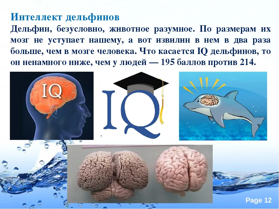 Мозг изучен на процентов. Интеллект дельфинов. Разум дельфинов. Мозг дельфина и человека.