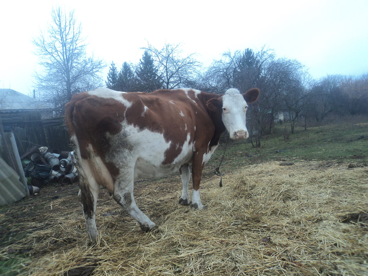 Моя бывшая самая любимая.Сейчас схем много от кист и вообще от женских болячек,а тогда и некому подсказать было,может быть и вылечила её.У ветеринаров одно,шансов нет.