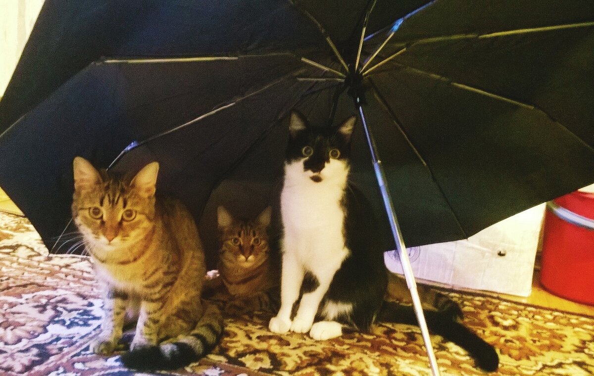 Три сестрёнки под зонтиком