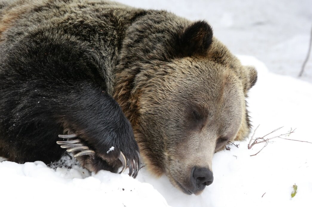 Спячка - не сон, берлога - не нора и для чего медведи сосут лапу зимой.  Заблуждения и реальность | ПОДСЛУШАНО СЕКРЕТЫ РЫБОЛОВА | Дзен