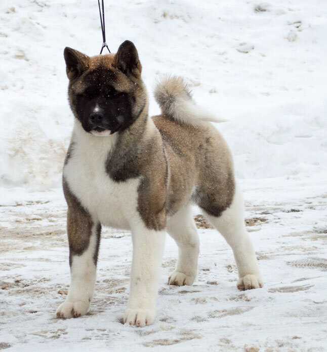 Американская акита: фото, характеристика и описание породы | Royal Canin