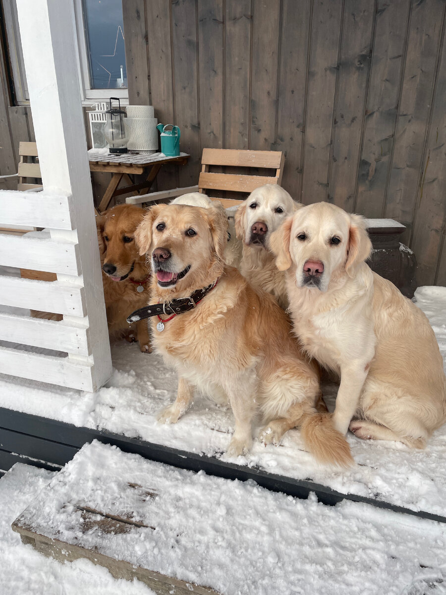 Наши золотистые ретриверы