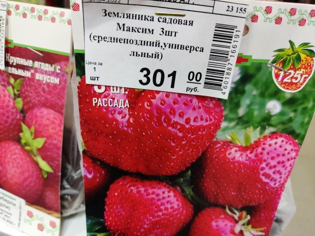 Клубни Земляника и клубника Фруктория купить по выгодной цене в интернет-магазин