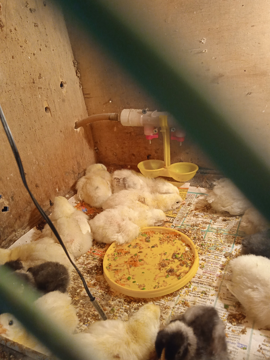 Только что вылупившиеся цыплята. 