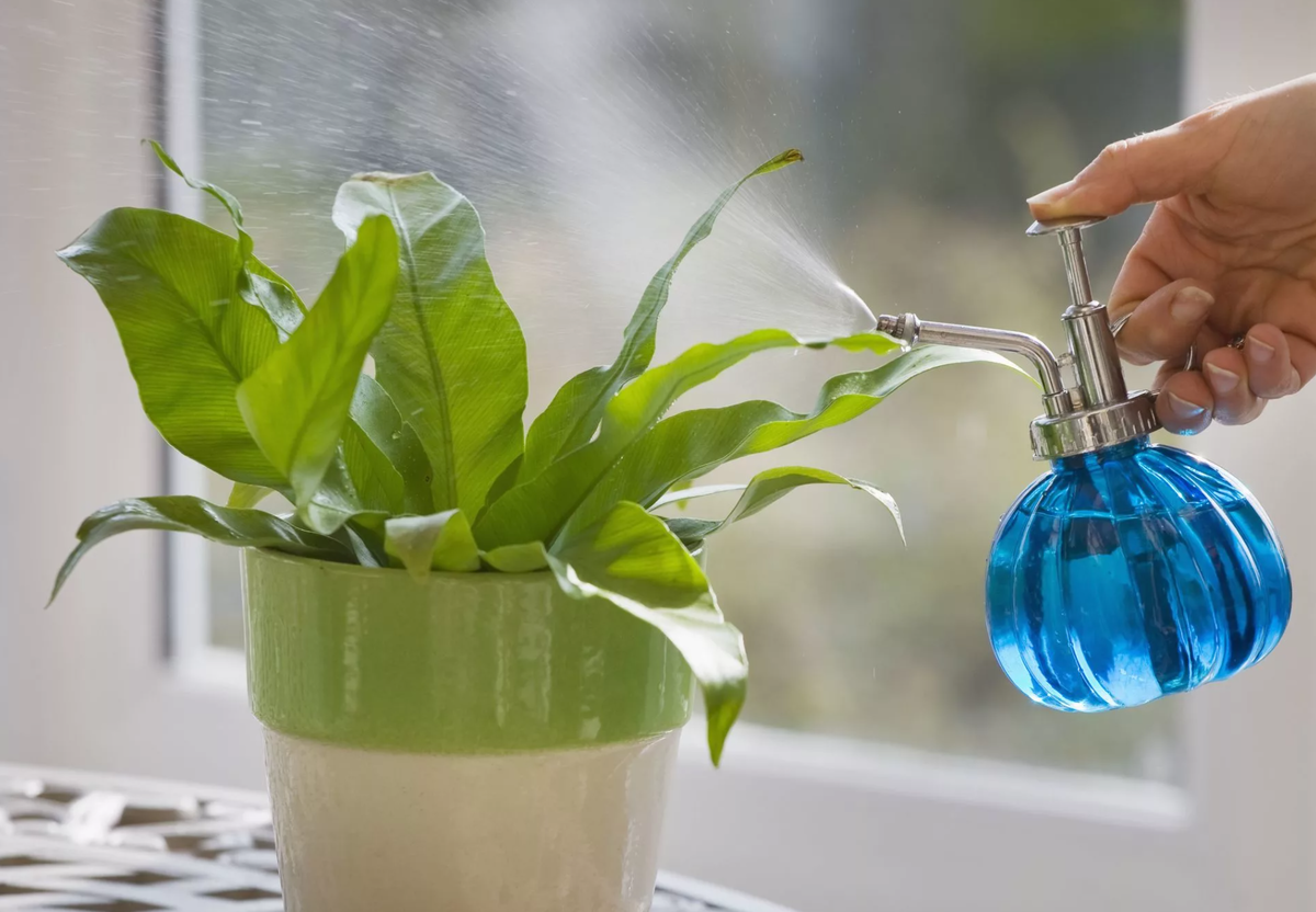 Как правило, высокая влажность не становится проблемой для растений