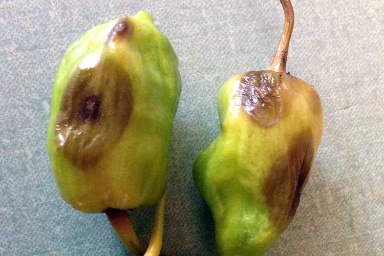 Фото с сайта ferma-biz.ru. Использовано для примера.